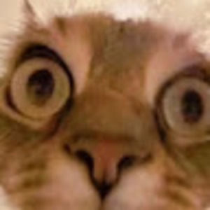 Meet your Posher, Magenta